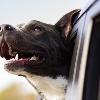 dogs1_0780
