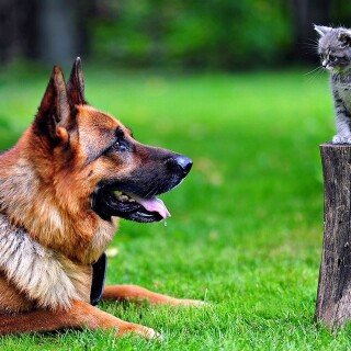 dogs1_0785