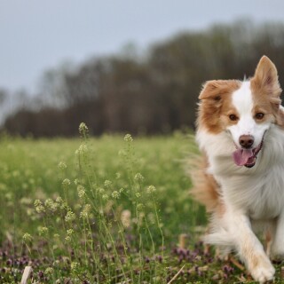 dogs1_0791