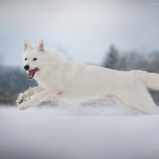 dogs1_0800