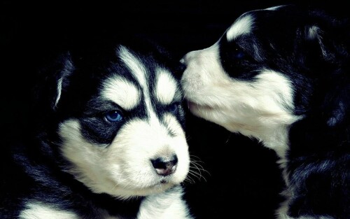 dogs1_0807.jpg