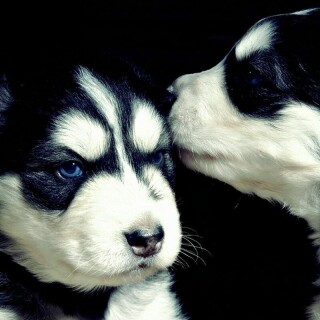 dogs1_0807