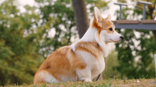 dogs1_0813.jpg