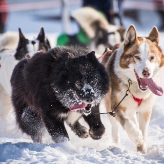 dogs1_0823