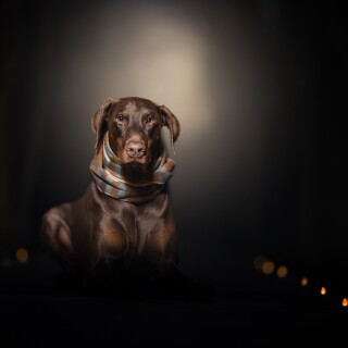 dogs1_0842
