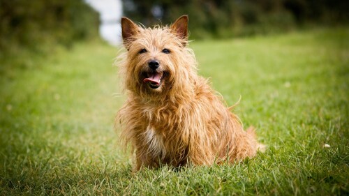 dogs1_0843.jpg