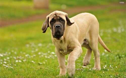dogs1_0846.jpg