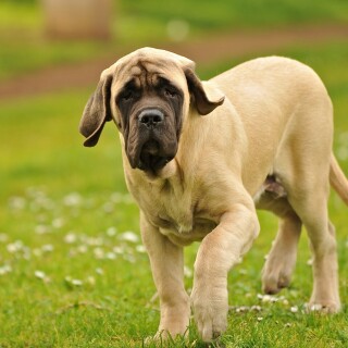 dogs1_0846