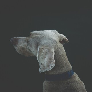 dogs1_0847