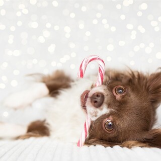dogs1_0859
