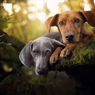 dogs1_0866