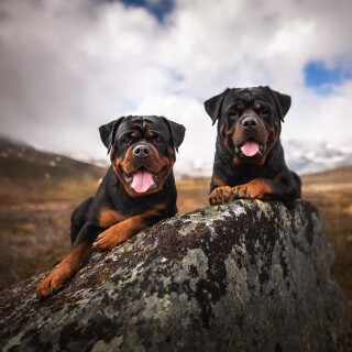 dogs1_0869