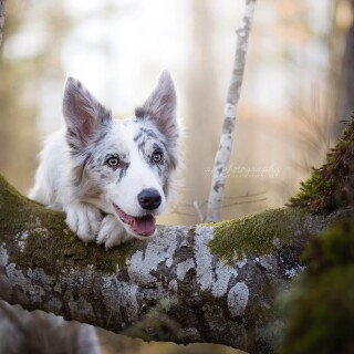 dogs1_0871