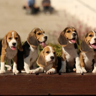 dogs1_0874