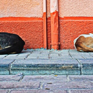 dogs1_0876