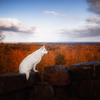 dogs1_0880