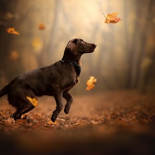 dogs1_0888