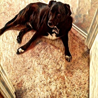dogs1_0892