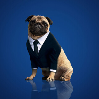 dogs1_0902