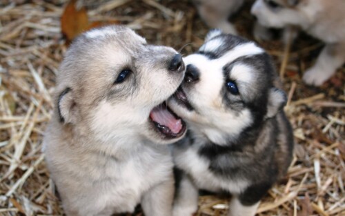 dogs1_0904.jpg