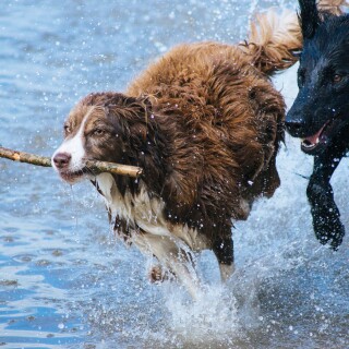 dogs1_0905