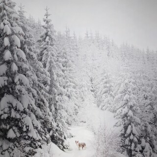 dogs1_0906