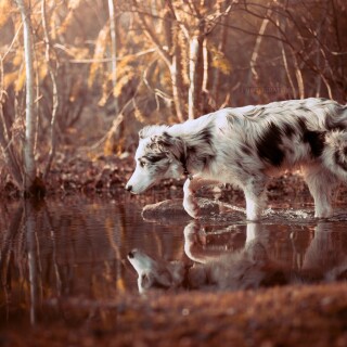 dogs1_0914