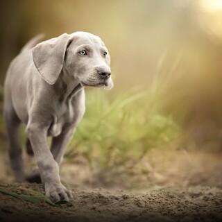 dogs1_0920