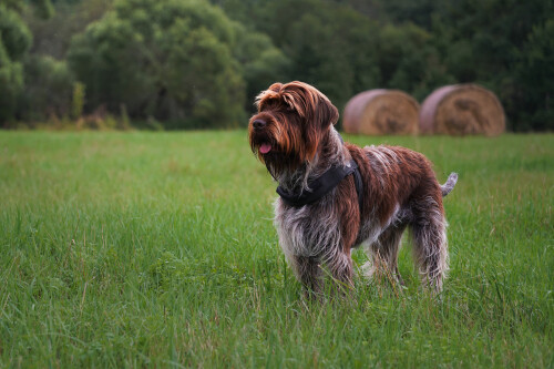 dogs1_0937.jpg