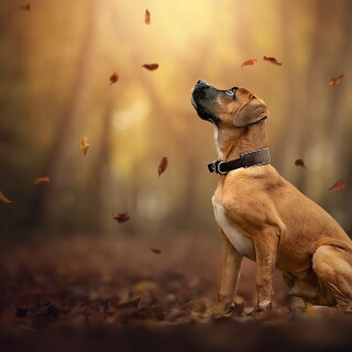 dogs1_0940