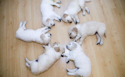 dogs1_0941.jpg