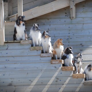 dogs1_0943
