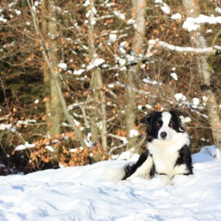 dogs1_0946