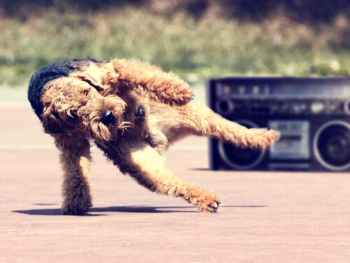 dogs1_0975.jpg