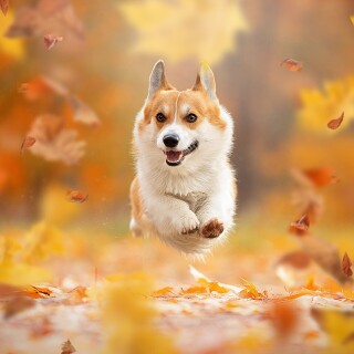 dogs1_0991