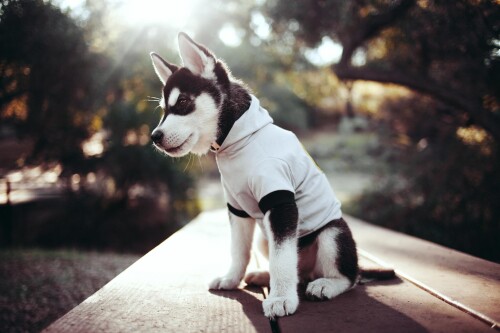 dogs1_0995.jpg