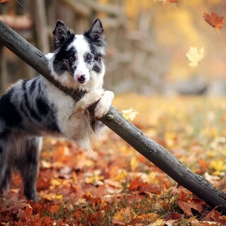 dogs1_1010