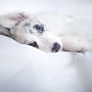 dogs1_1025