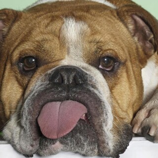 dogs2_0005