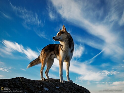 dogs2_0009.jpg