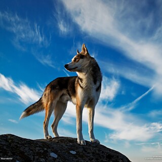 dogs2_0009