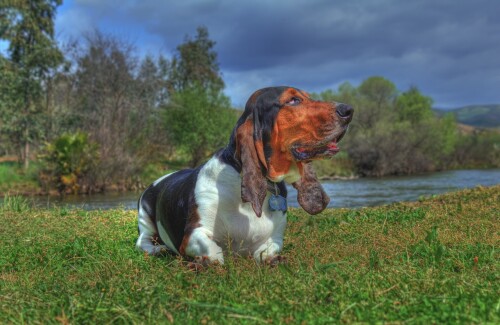 dogs2_0012.jpg