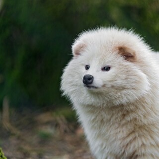 dogs2_0013