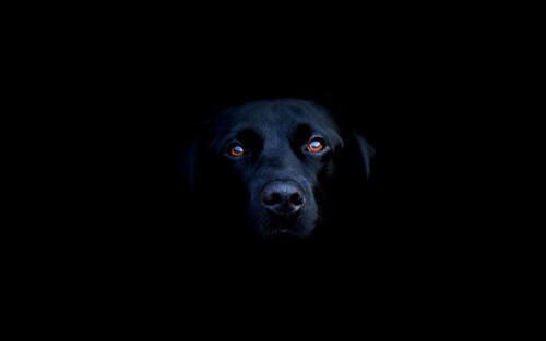 dogs2_0015.jpg