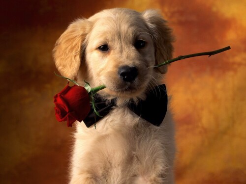 dogs2_0020.jpg