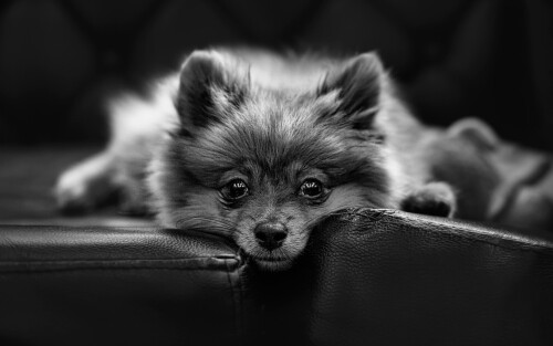 dogs2_0023.jpg