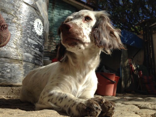 dogs2_0024.jpg