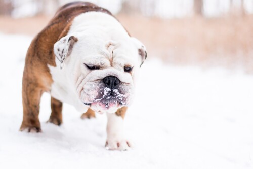dogs2_0025.jpg