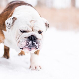 dogs2_0025
