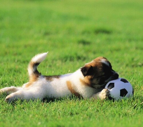 dogs2_0029.jpg